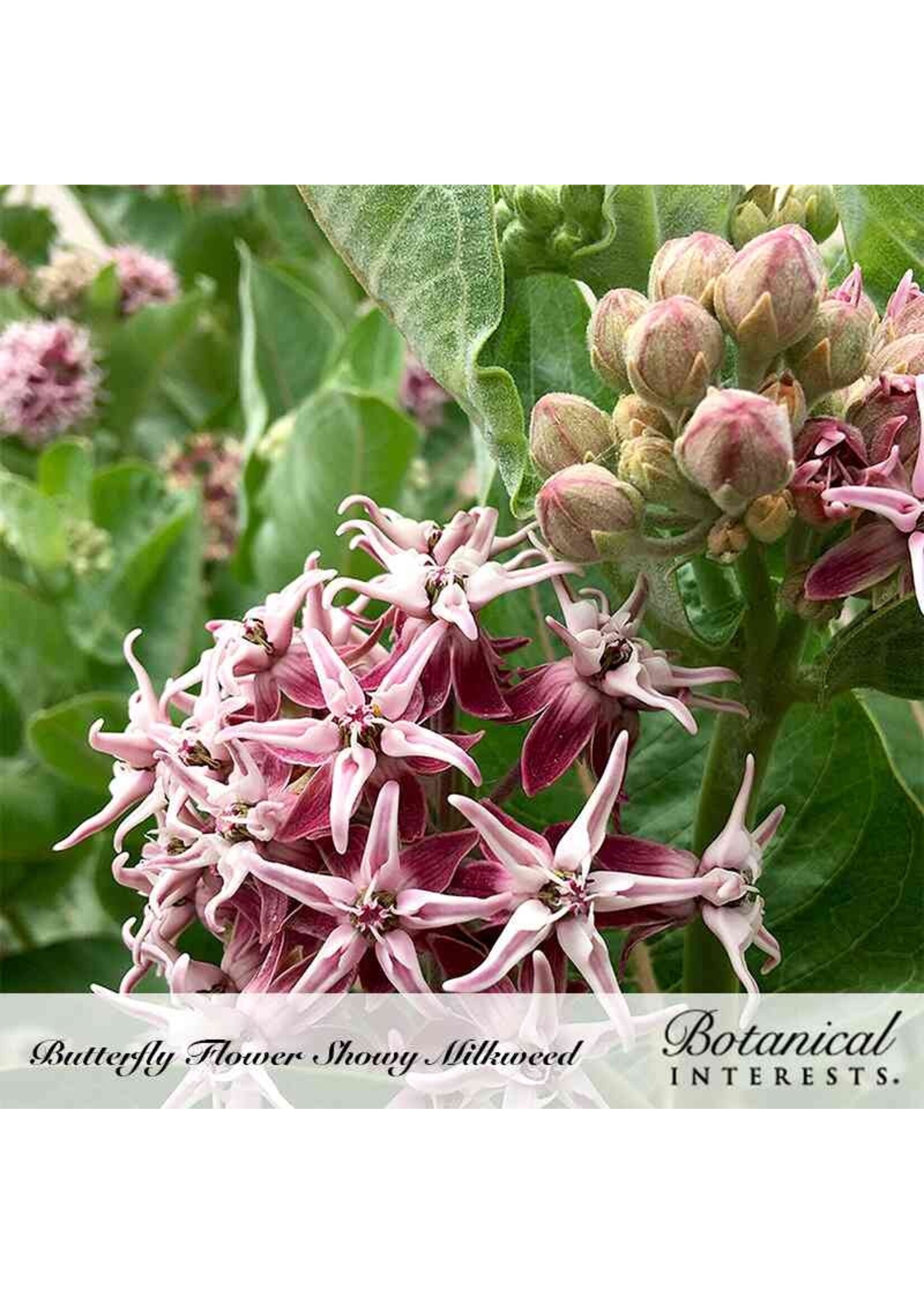 Botanical Interests Milkweed Showy