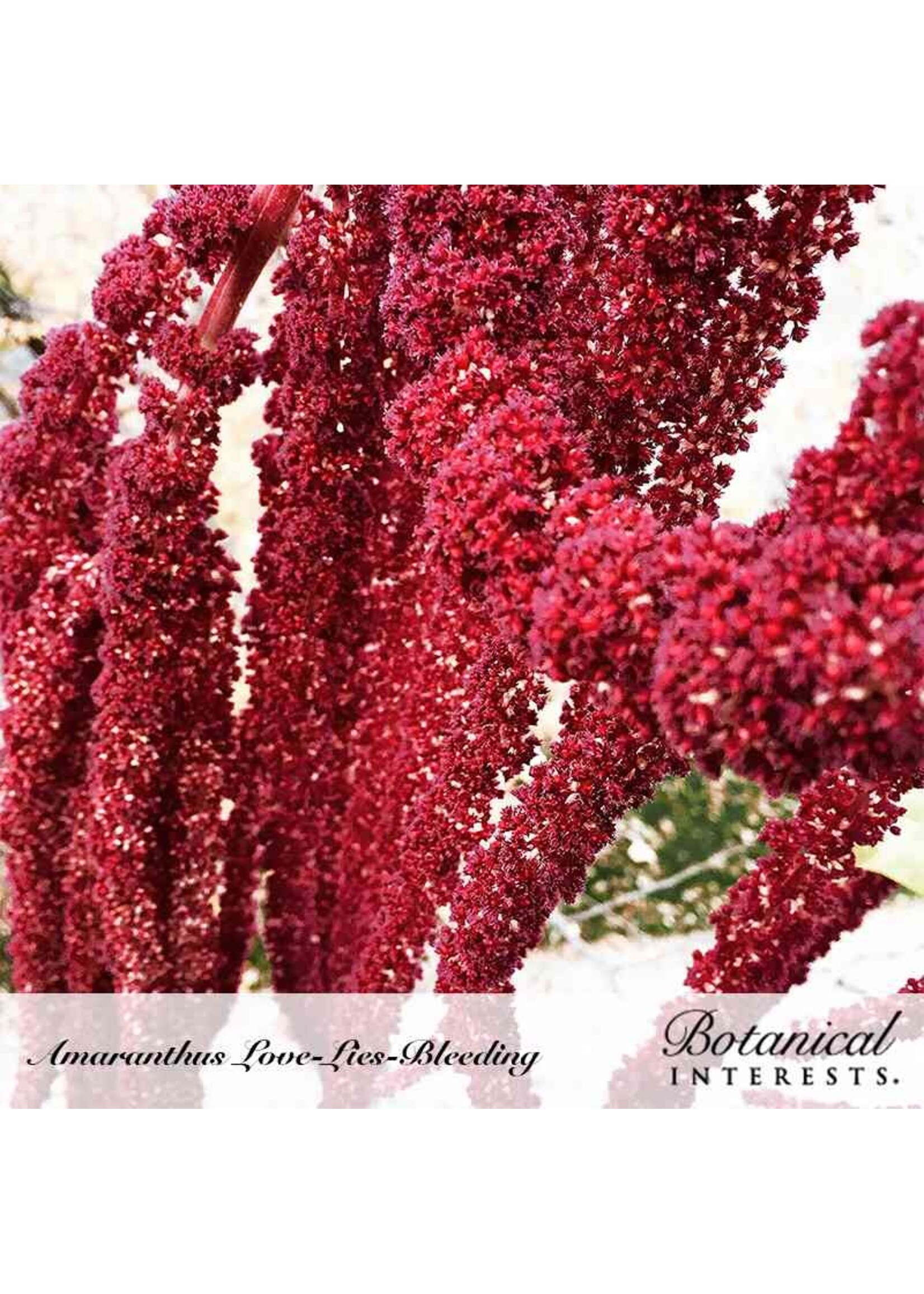 Botanical Interests Amaranth Love Lies Bleeding