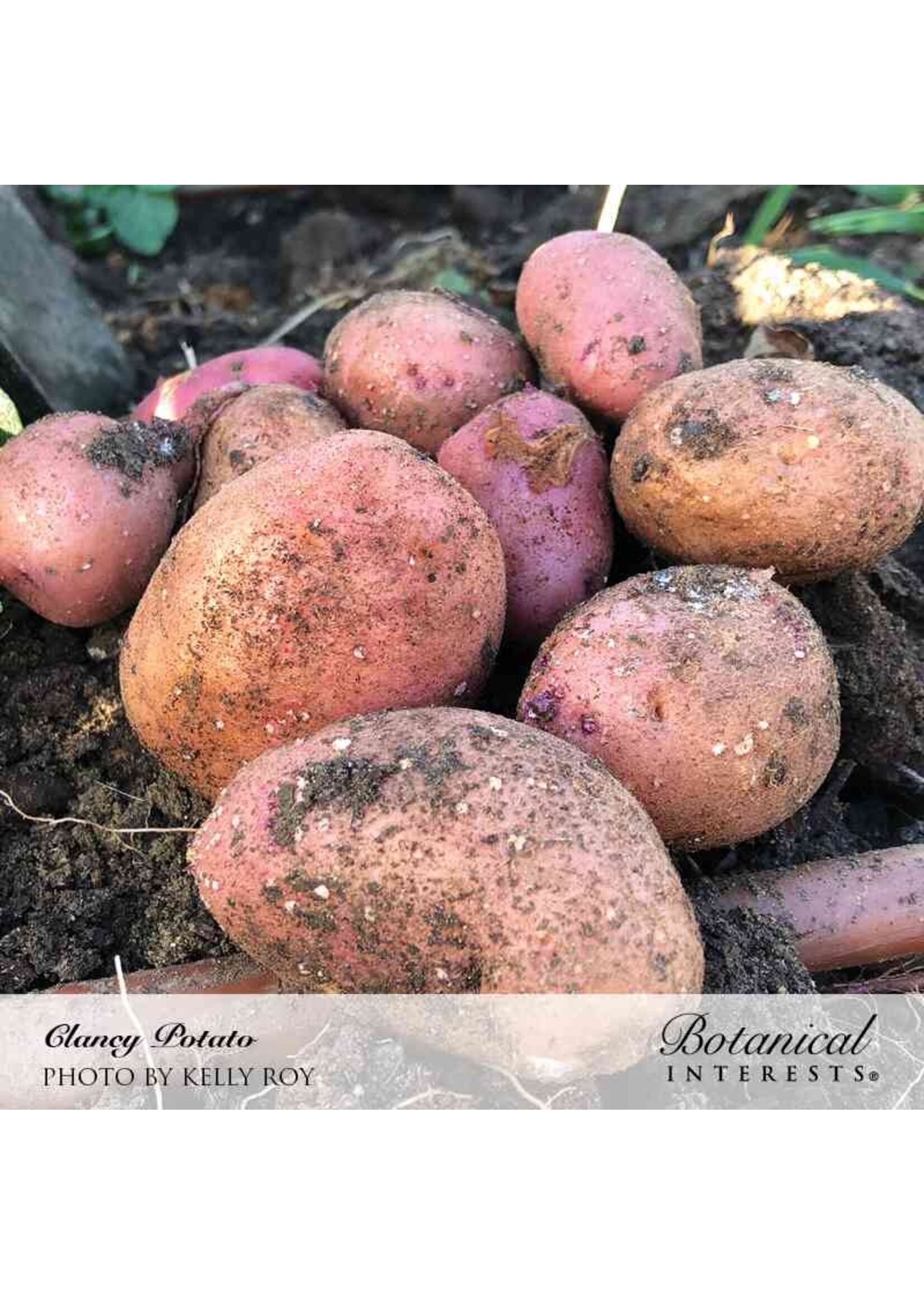 Botanical Interests Potato Clancy hybrid