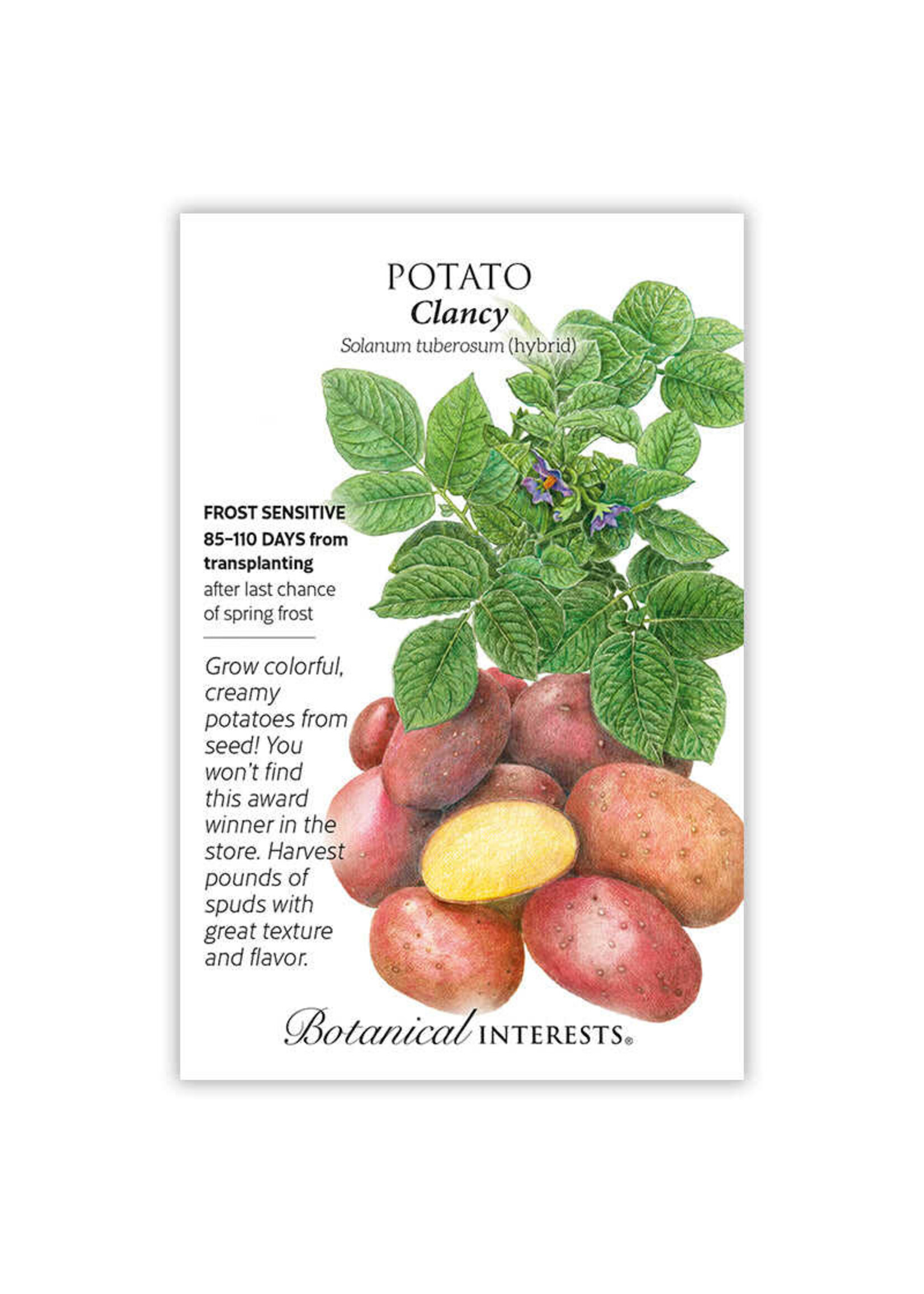 Botanical Interests Potato Clancy hybrid