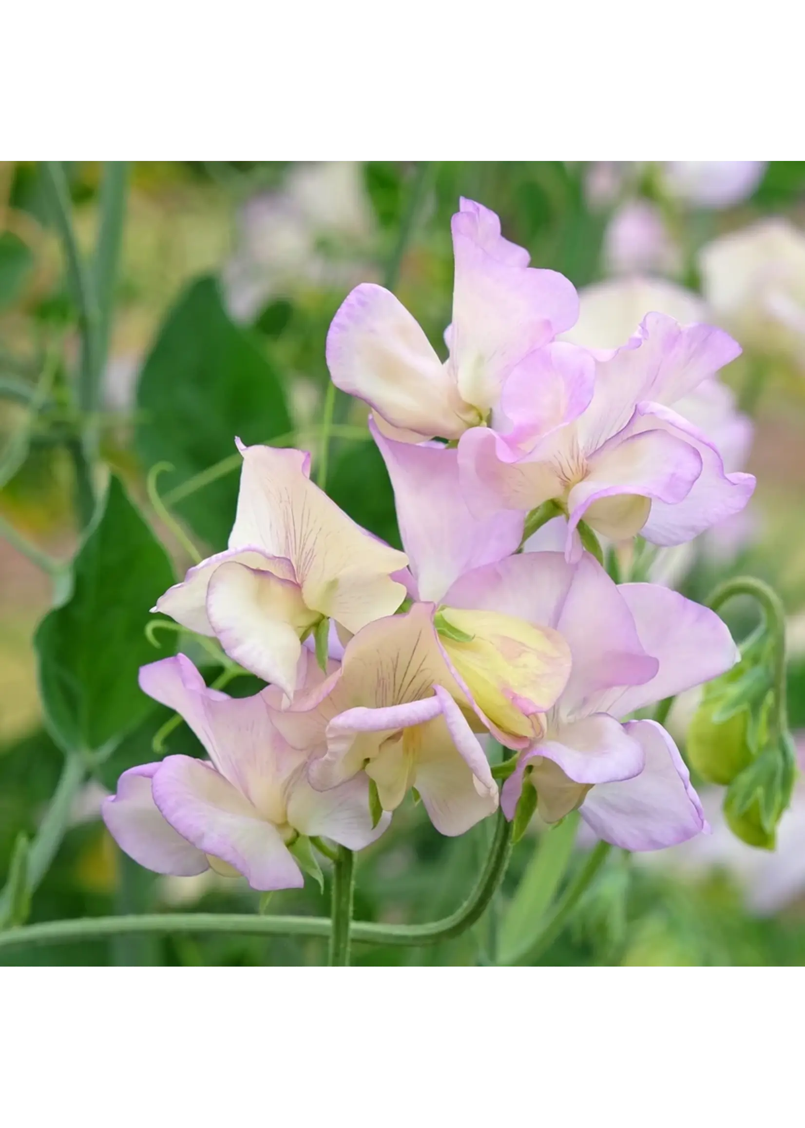 Botanical Interests Sweet Pea High Scent