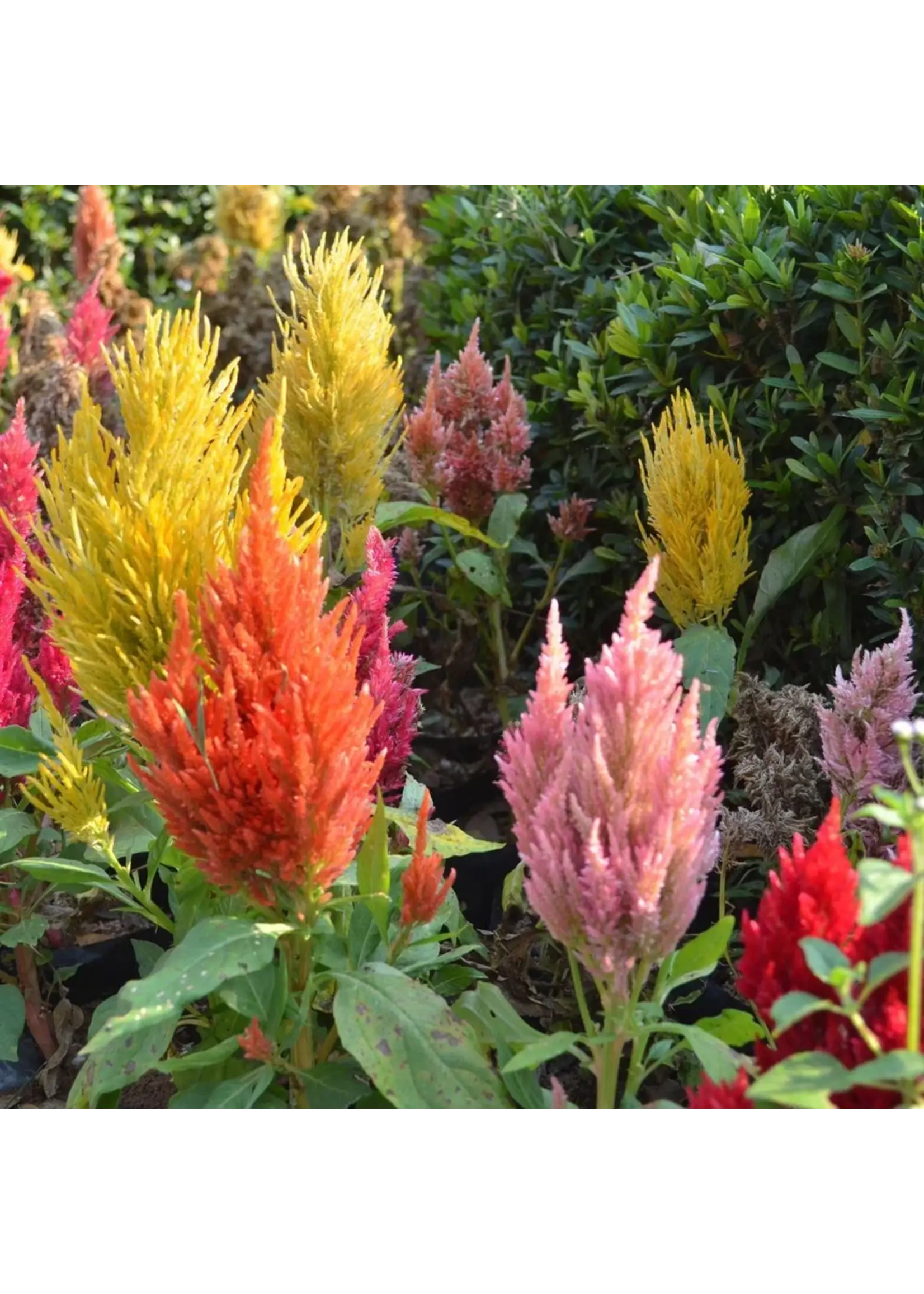 Botanical Interests Celosia Pampas Plume Blend