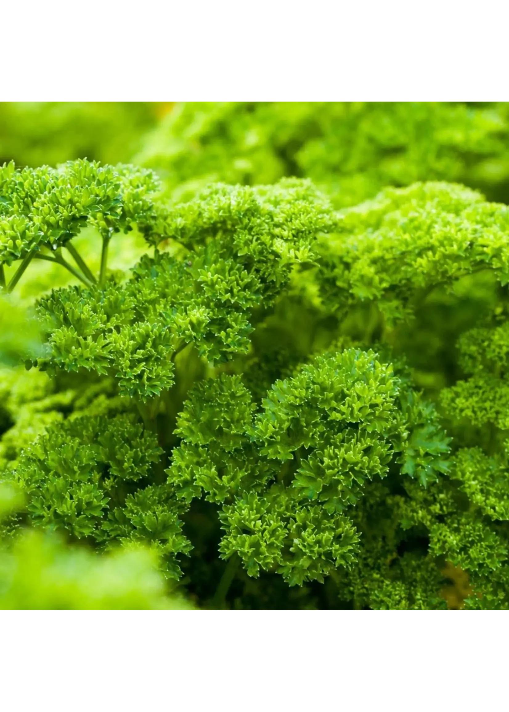 Botanical Interests Parsley Moss Curled Organic
