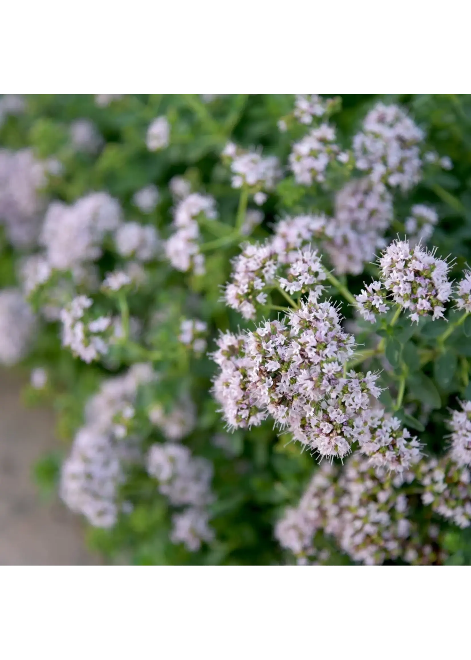 Botanical Interests Marjoram Organic