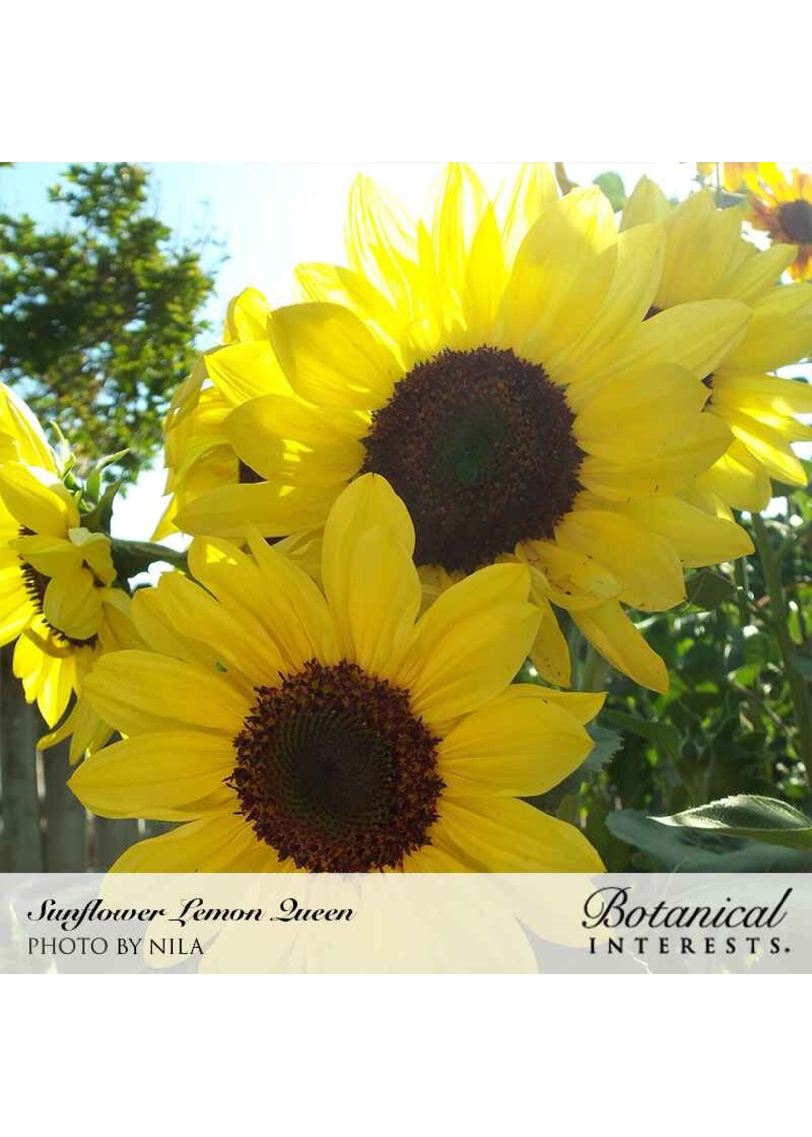Botanical Interests Sunflower Lemon Queen Organic