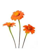 The Living Seed Company Sunflower - Mexican