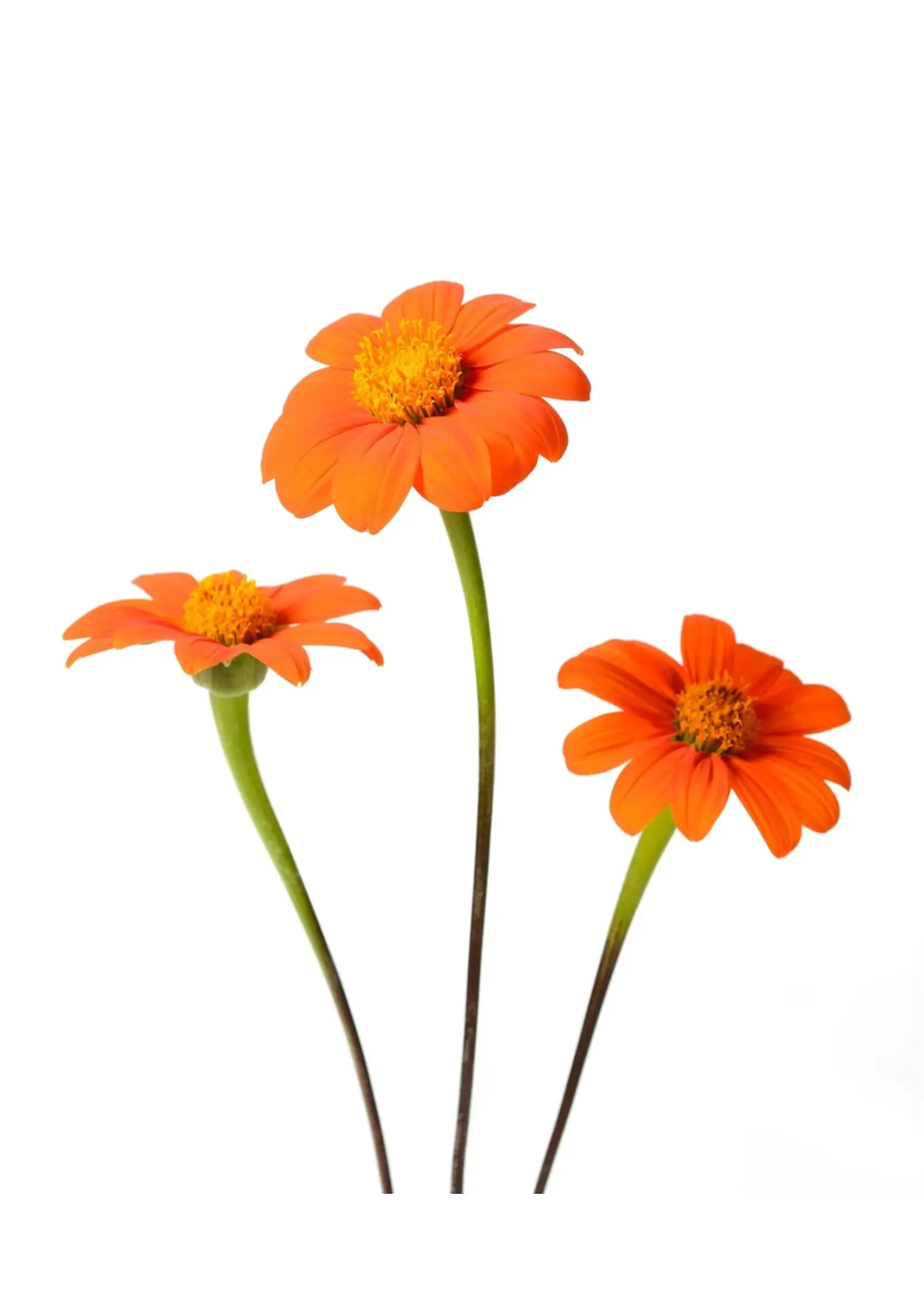 The Living Seed Company Sunflower - Mexican