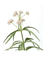 The Living Seed Company Milkweed - Narrowleaf