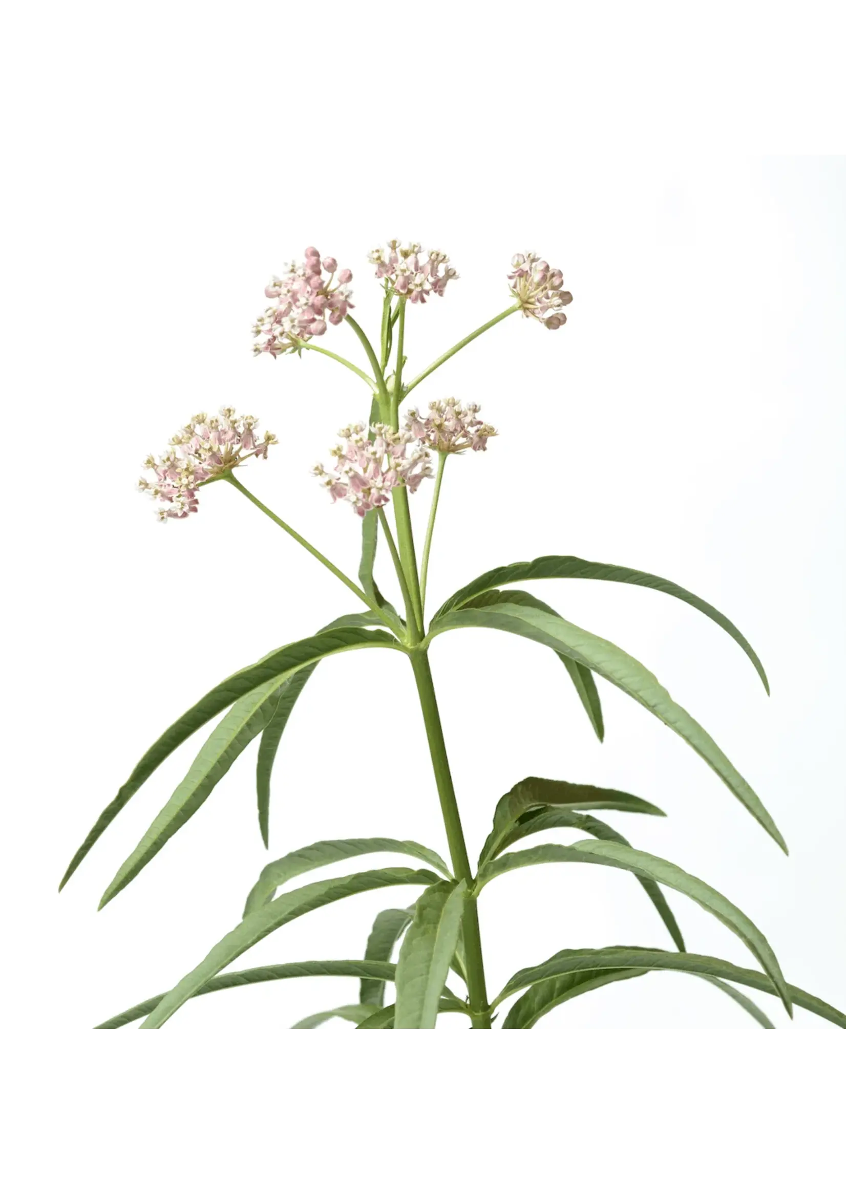 The Living Seed Company Milkweed - Narrowleaf