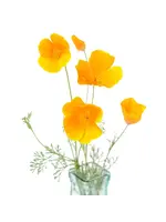 The Living Seed Company Poppy - California