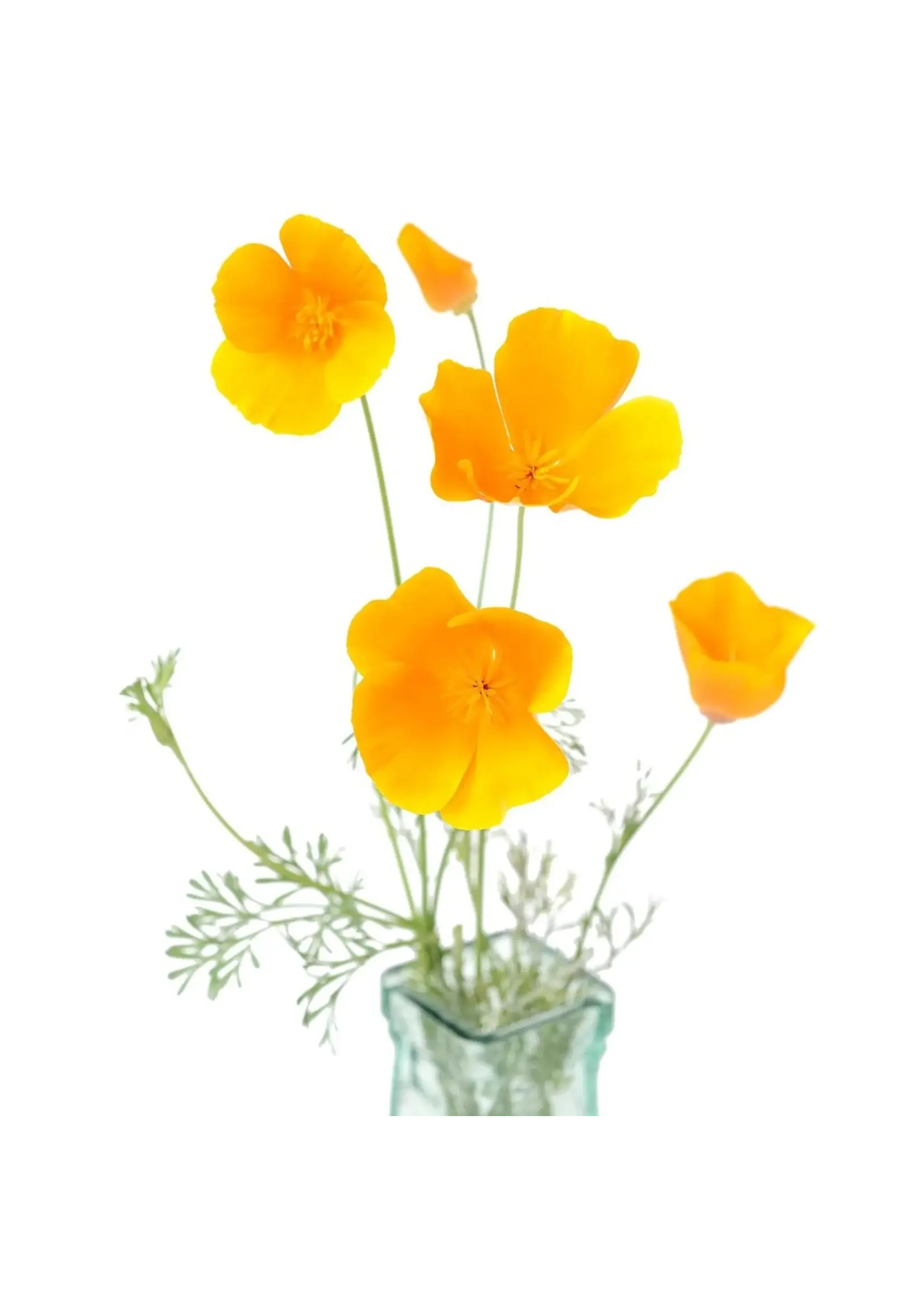 The Living Seed Company Poppy - California