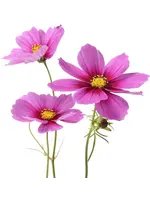The Living Seed Company Cosmos - Radiance Flower