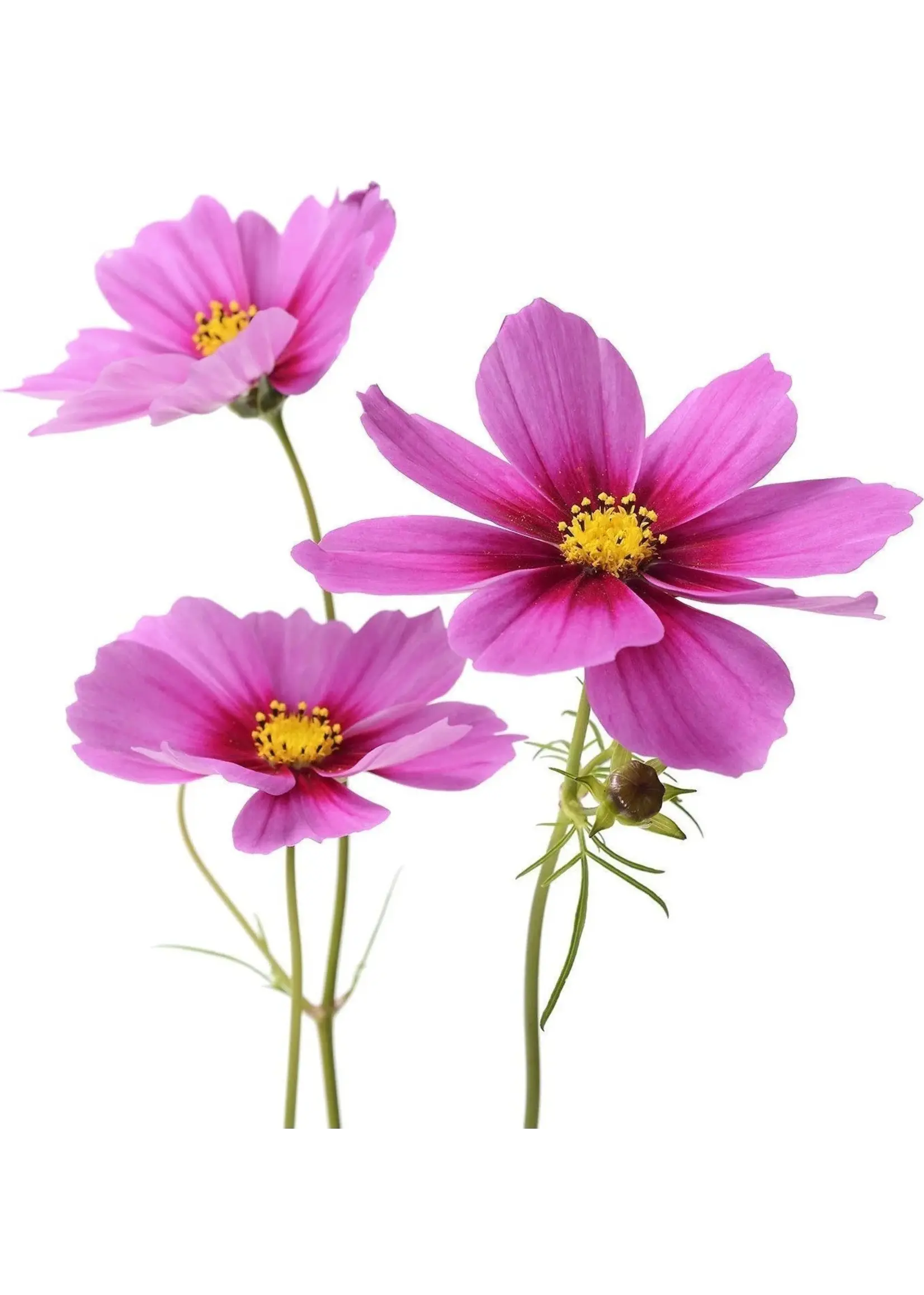 The Living Seed Company Cosmos - Radiance Flower