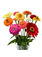 The Living Seed Company Zinnia - Zin Master Mix