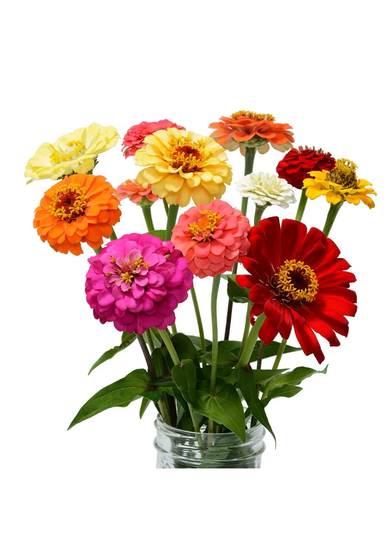 The Living Seed Company Zinnia - Zin Master Mix