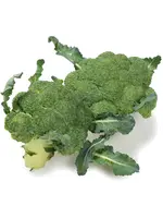 The Living Seed Company Broccoli - De Cicco Organic