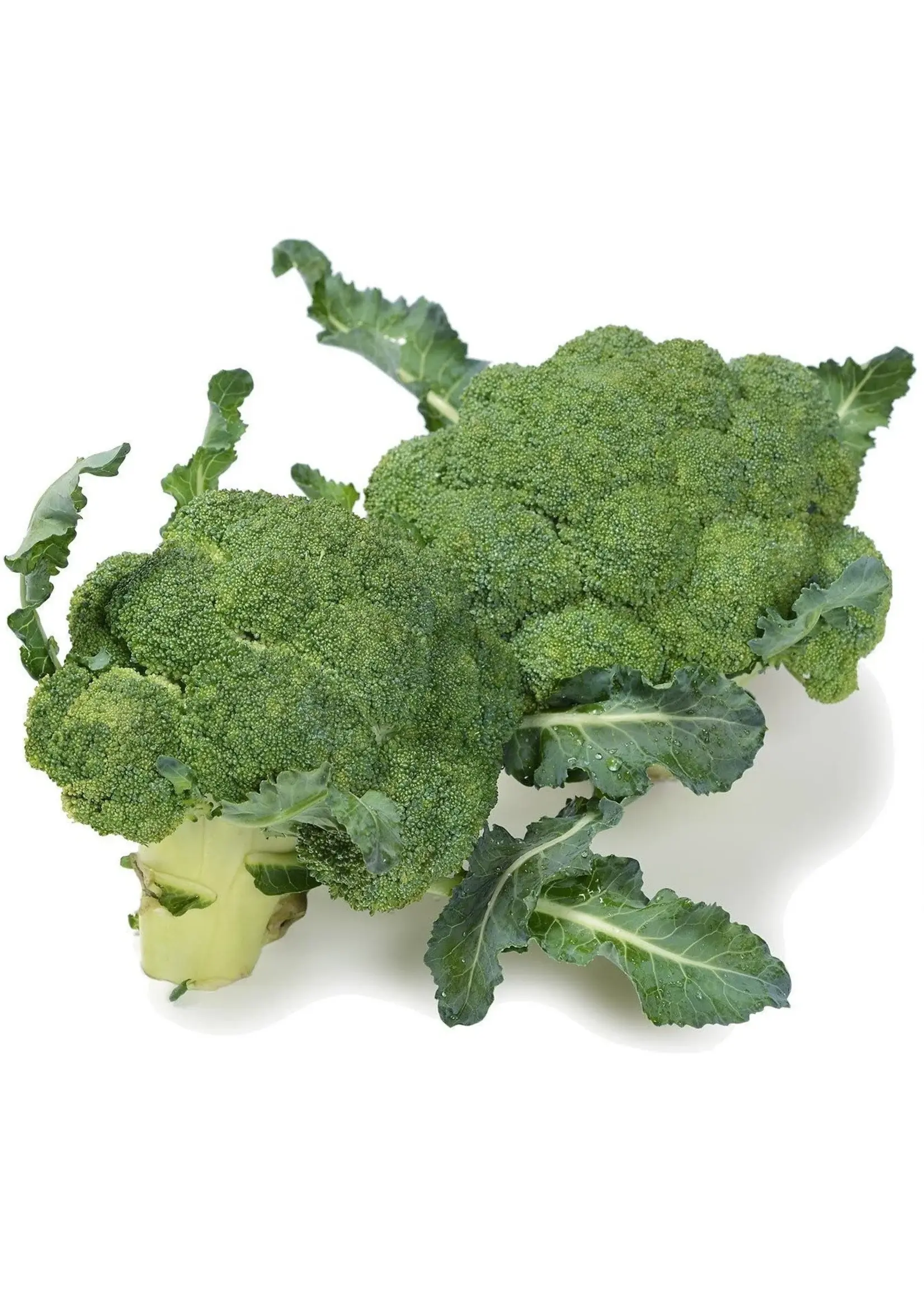 The Living Seed Company Broccoli - De Cicco Organic