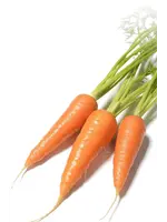 The Living Seed Company Carrot - Red Cored Chantenay Organic