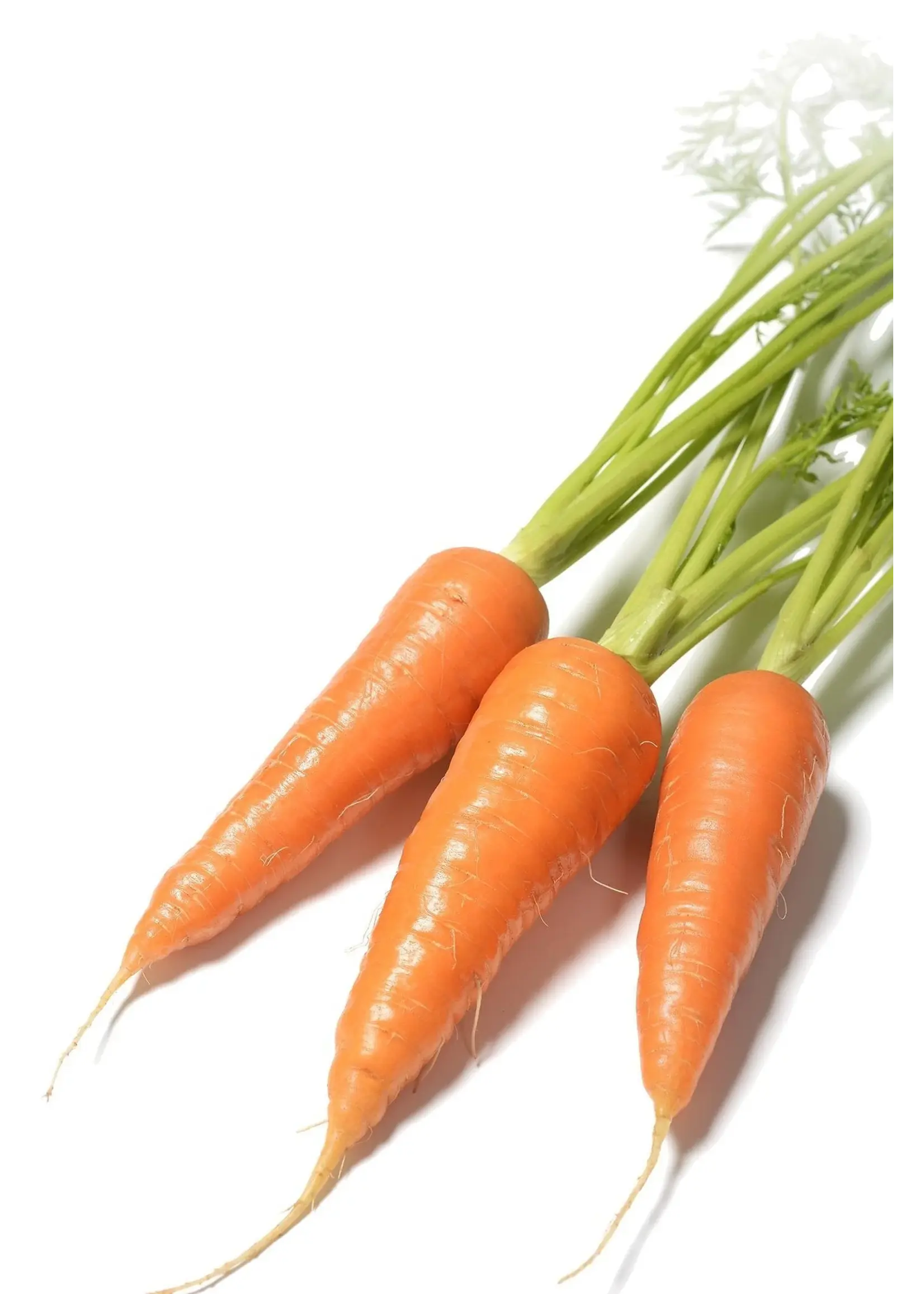 The Living Seed Company Carrot - Red Cored Chantenay Organic