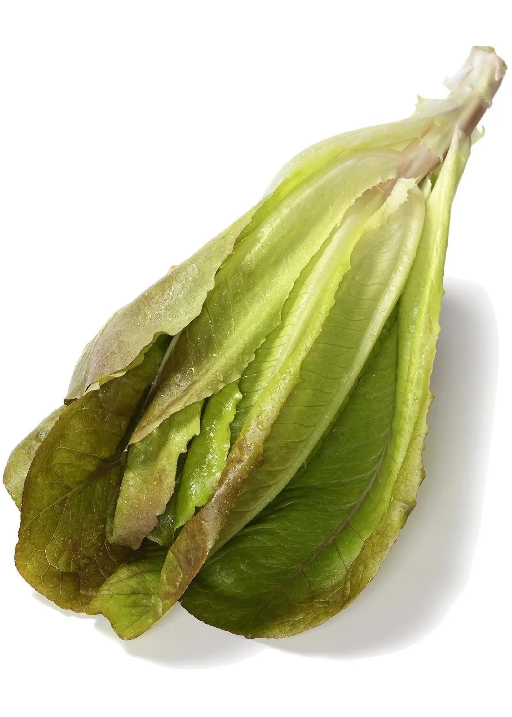 The Living Seed Company Lettuce - Merveille de Quatre Saisons Organic