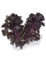 The Living Seed Company Kale - Scarlet Organic