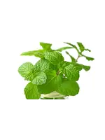 The Living Seed Company Lemon Balm - Organic