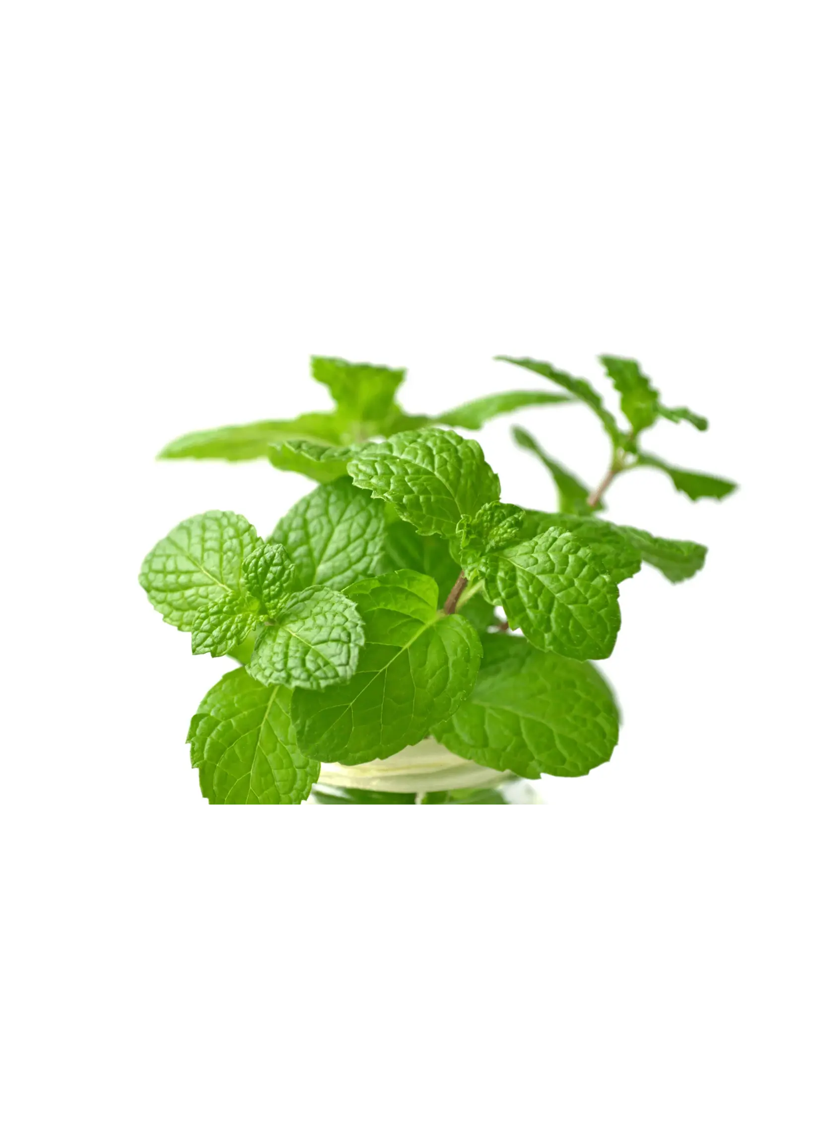 The Living Seed Company Lemon Balm - Organic