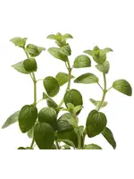 The Living Seed Company Oregano - Italian Organic