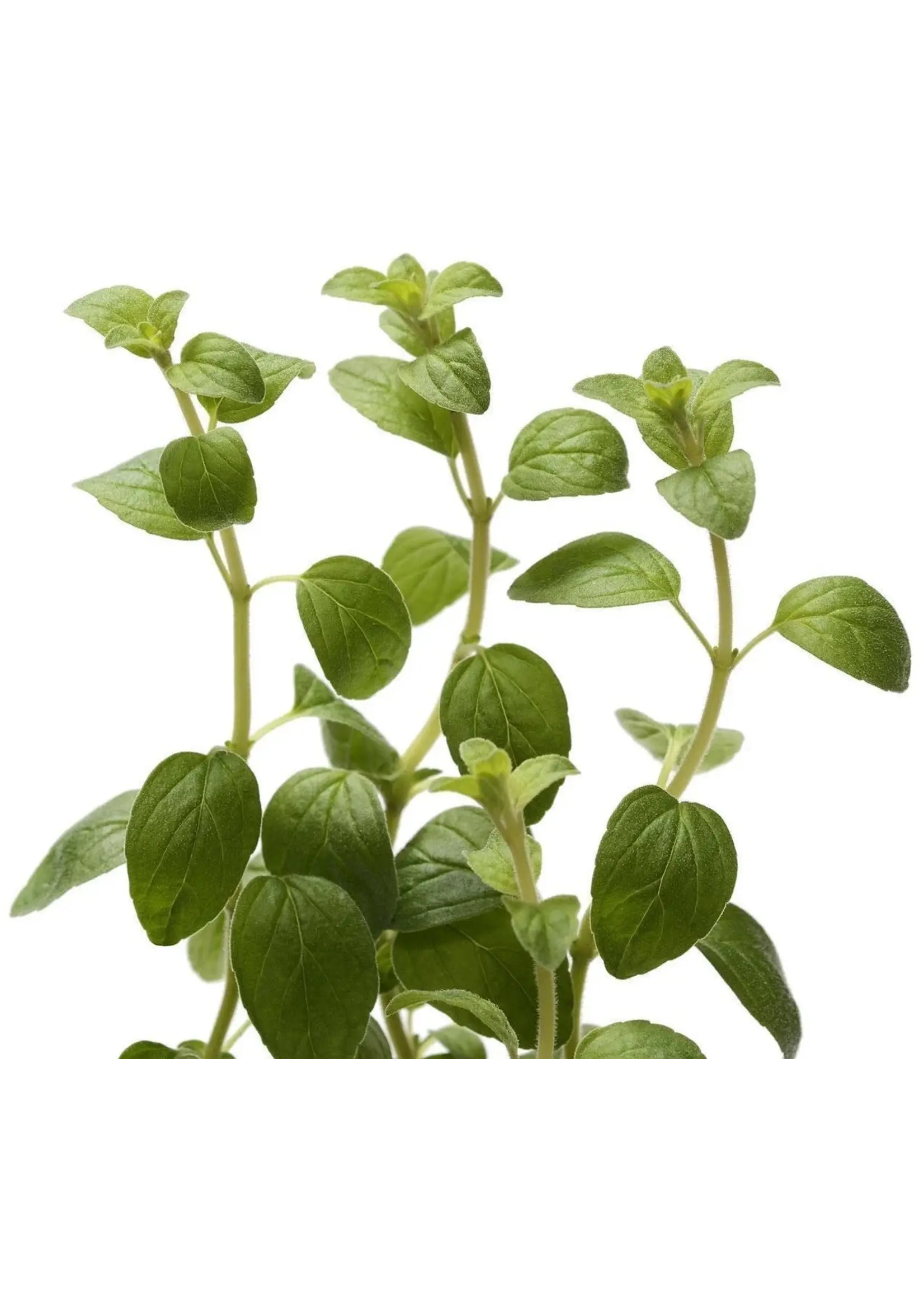 The Living Seed Company Oregano - Italian Organic