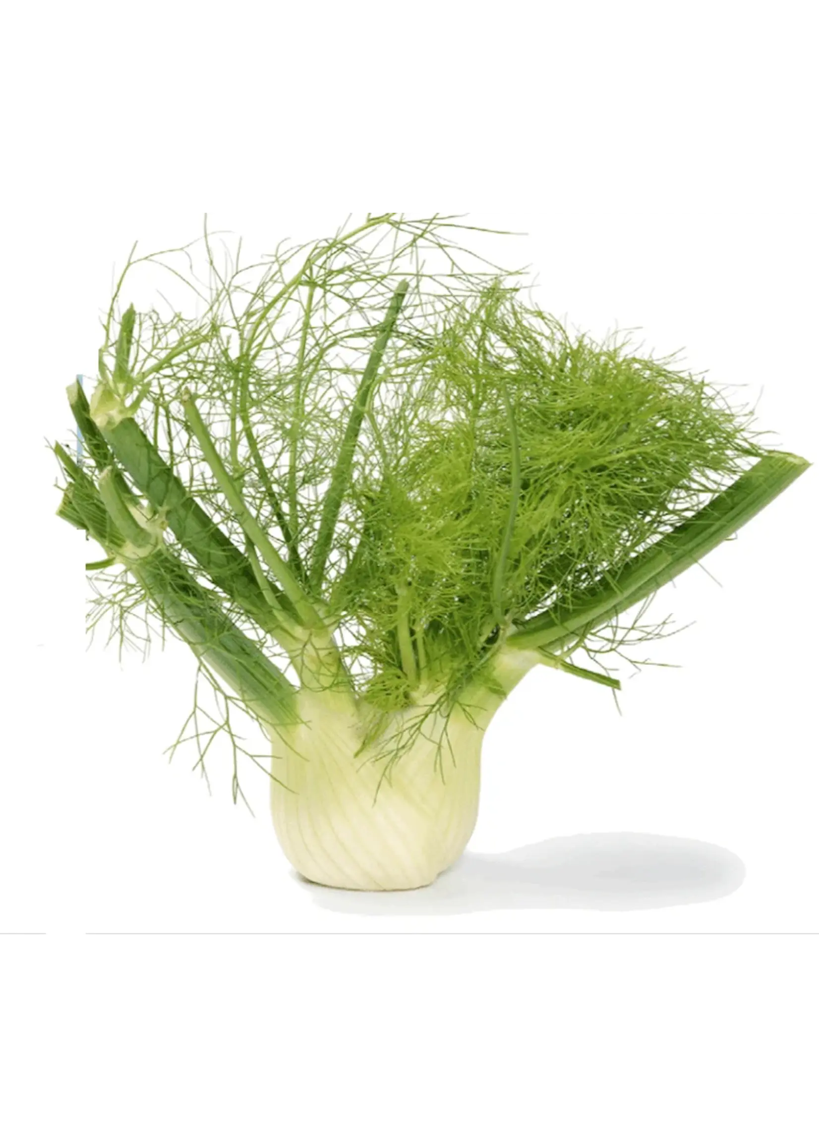 The Living Seed Company Fennel - Florence Organic