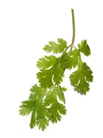 The Living Seed Company Cilantro - Organic