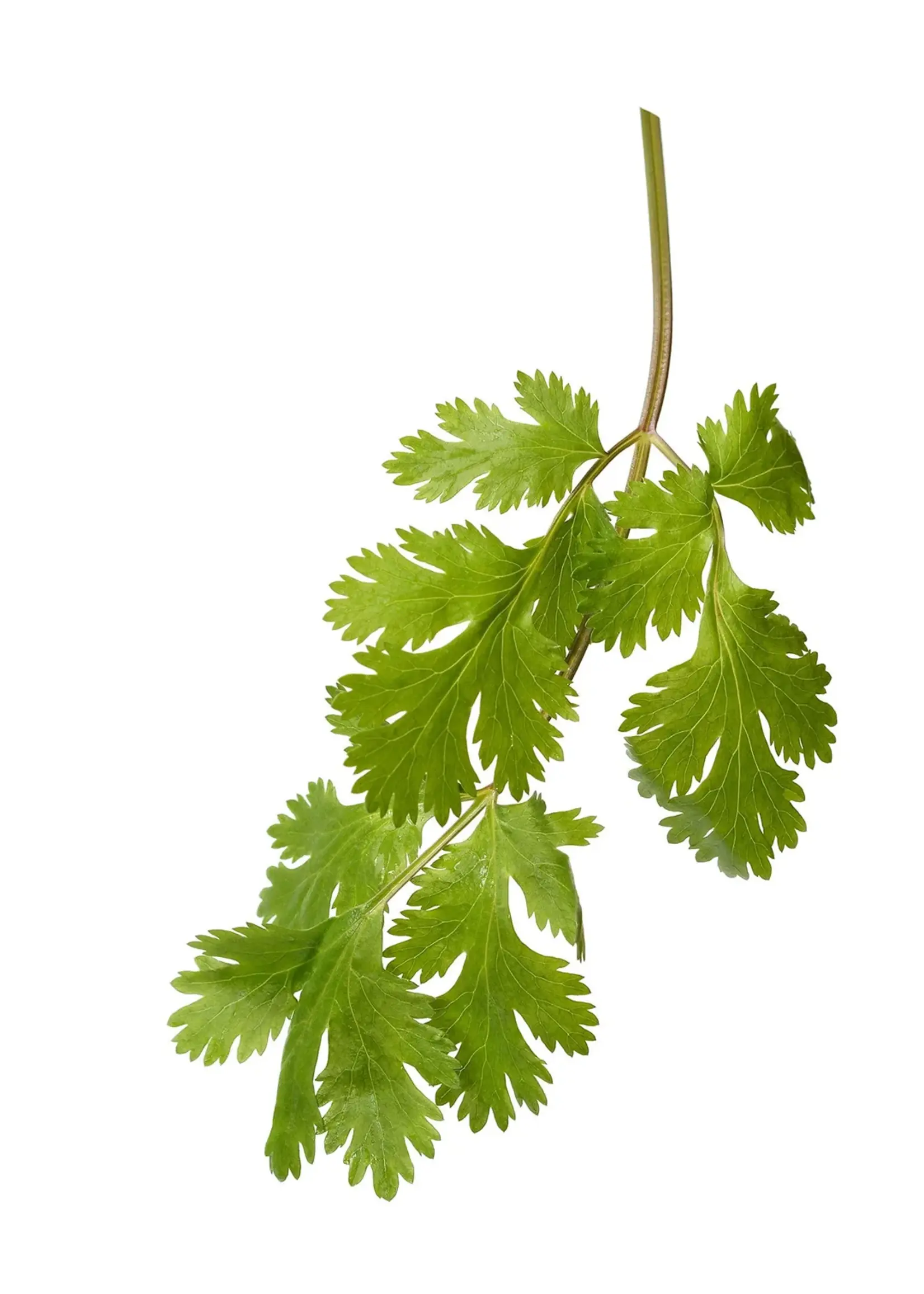 The Living Seed Company Cilantro - Organic