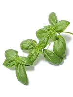 The Living Seed Company Basil - Genovese Organic