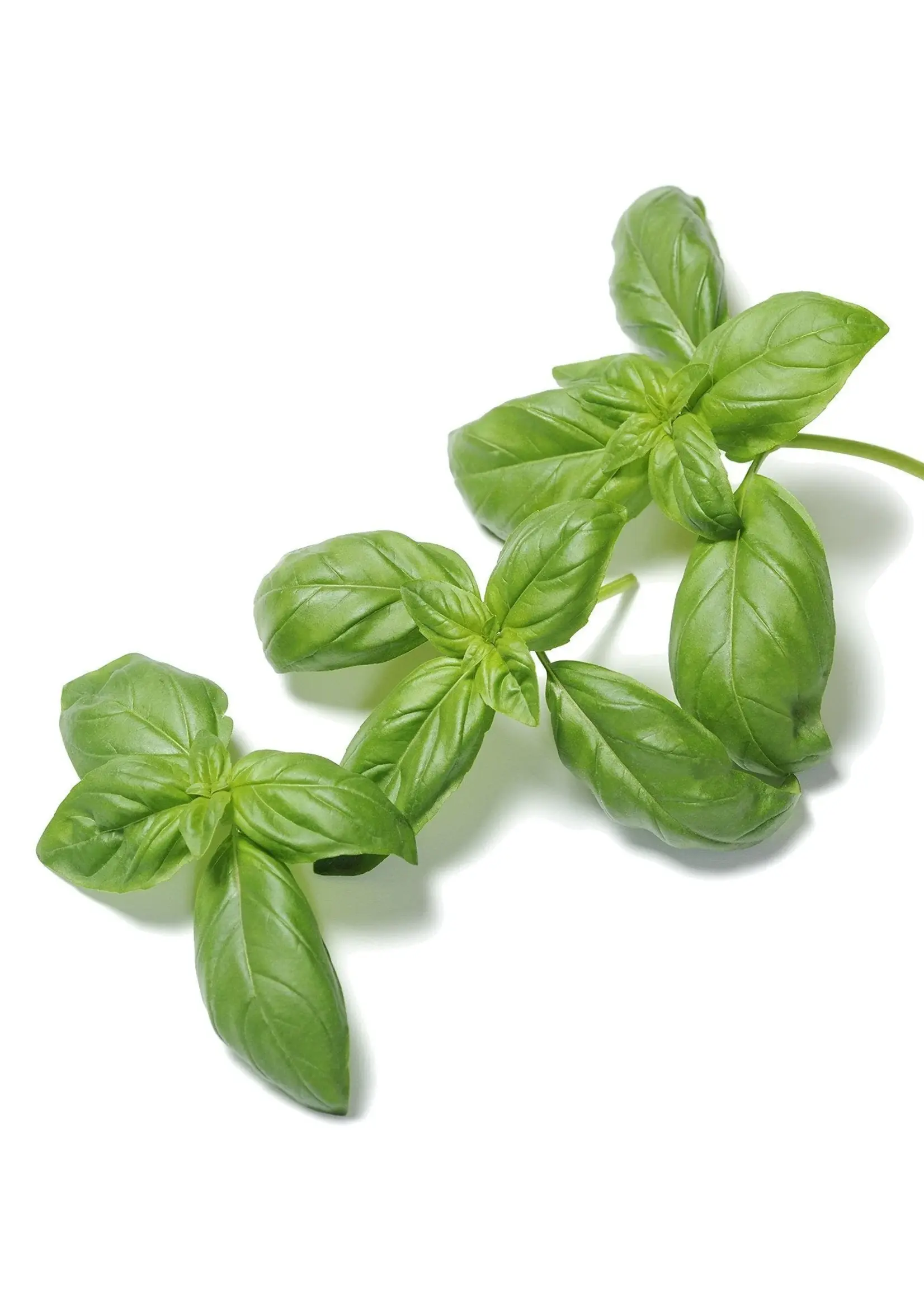 The Living Seed Company Basil - Genovese Organic