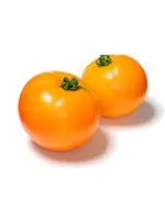 The Living Seed Company Tomato - Mountain Gold