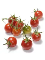 The Living Seed Company Tomato - Sebastapol