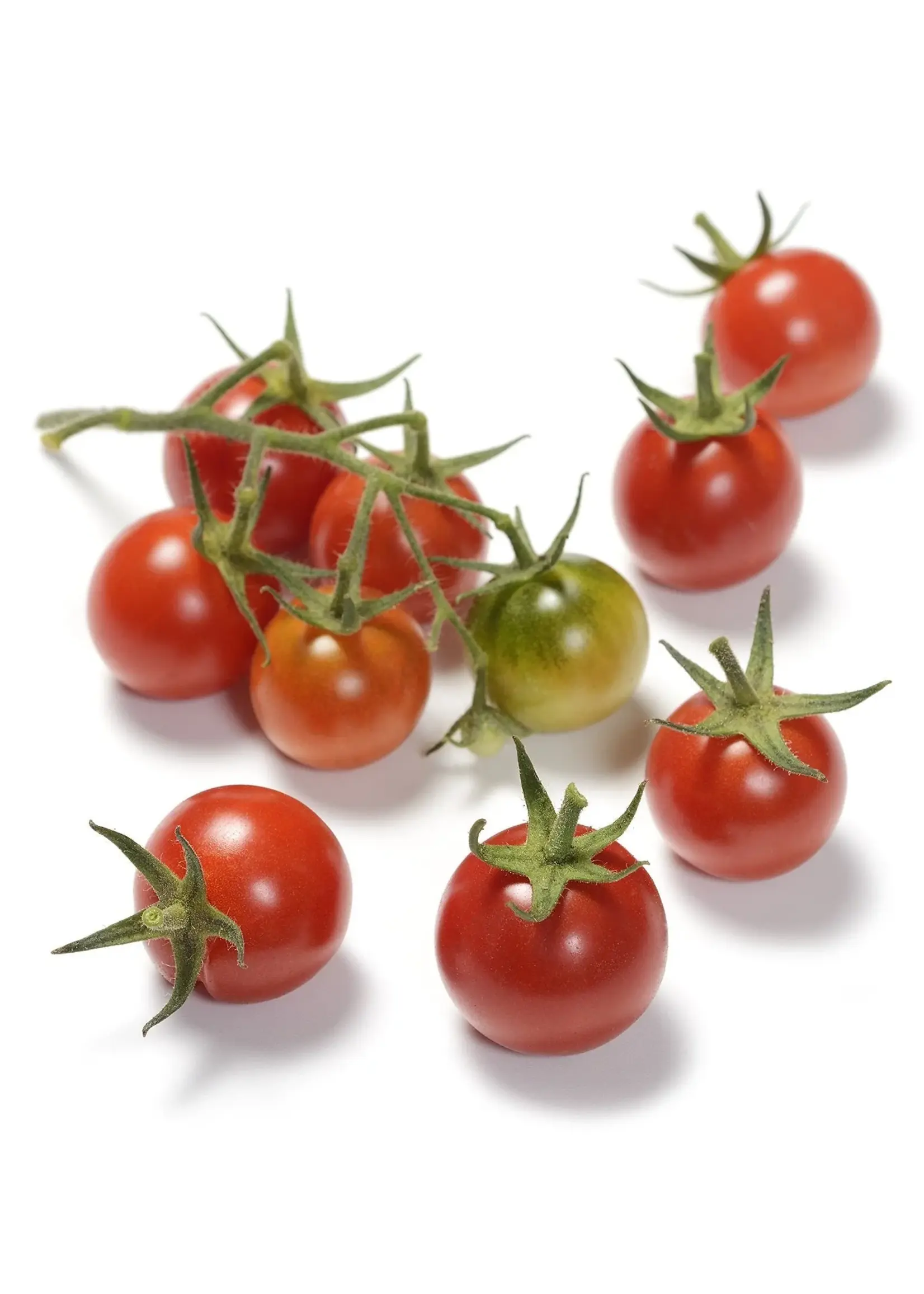 The Living Seed Company Tomato - Sebastapol