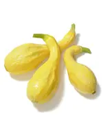 The Living Seed Company Summer Squash - Crookneck Organic