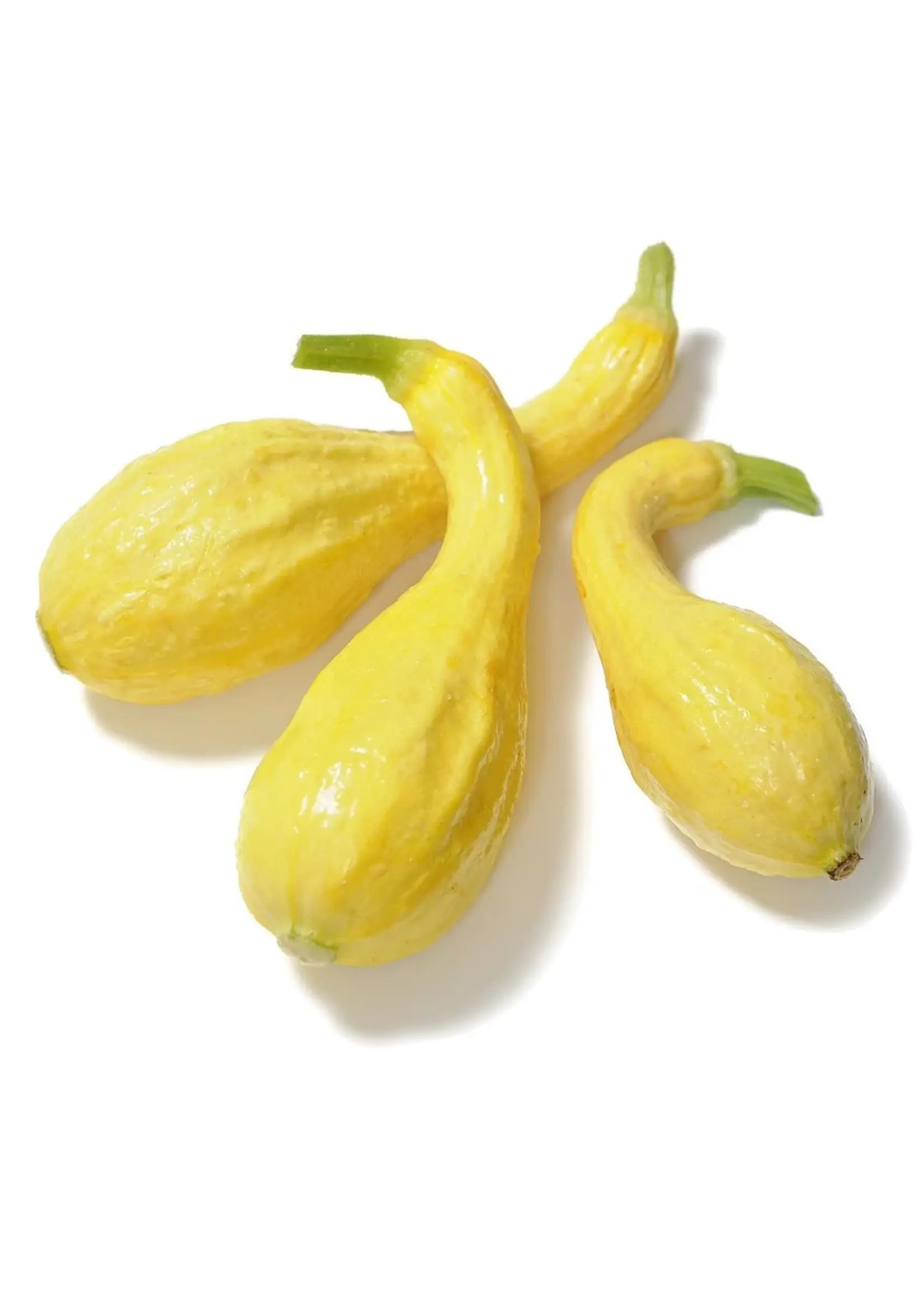 The Living Seed Company Summer Squash - Crookneck Organic