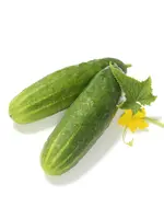 The Living Seed Company Cucumber - Straight Eight Organic