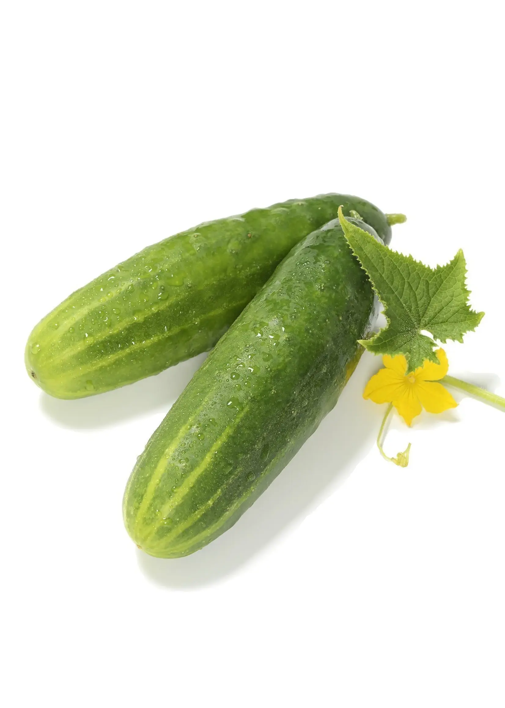 The Living Seed Company Cucumber - Straight Eight Organic