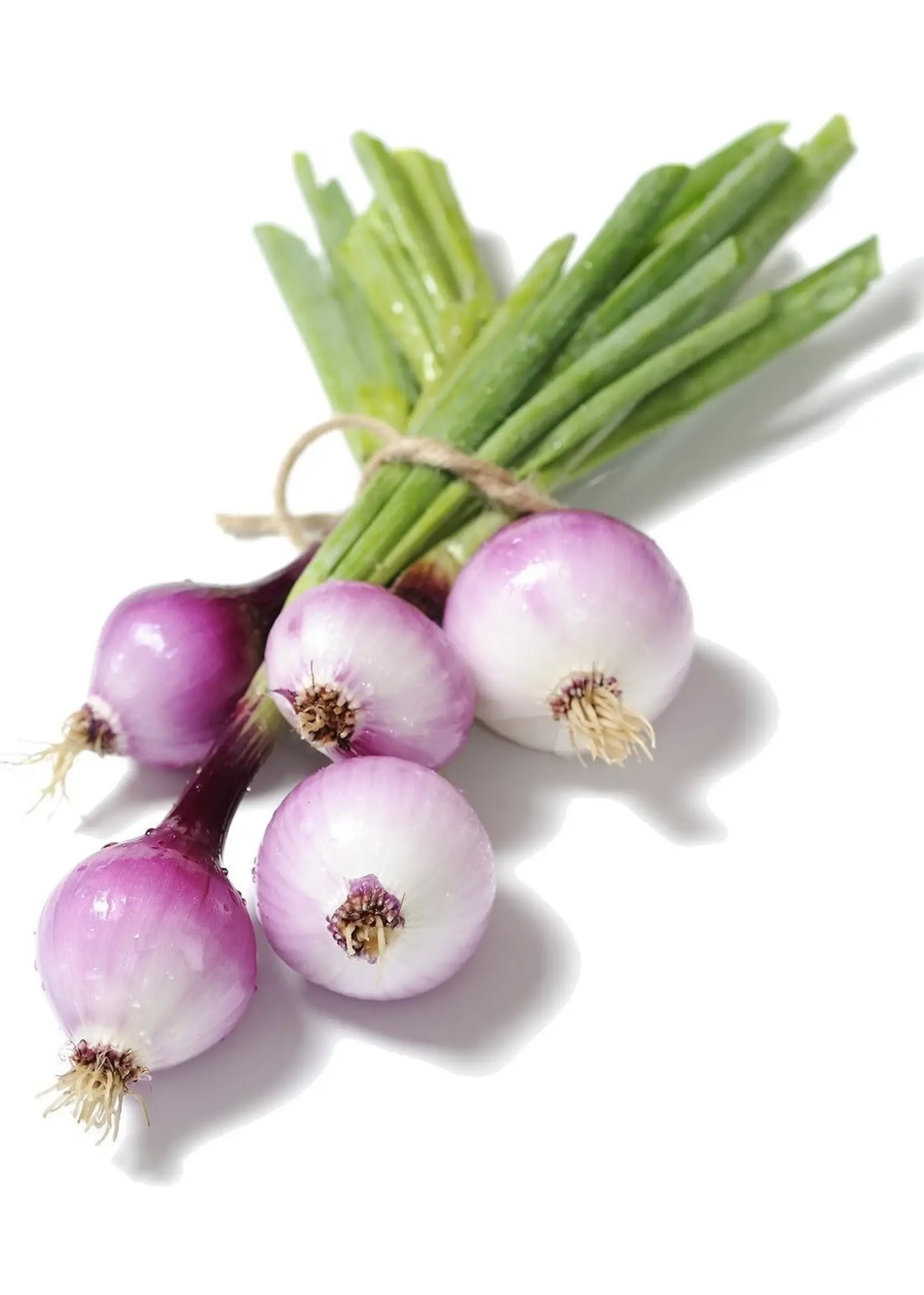 The Living Seed Company Onion - Purplette