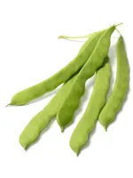 The Living Seed Company Bush Bean - Romano Organic