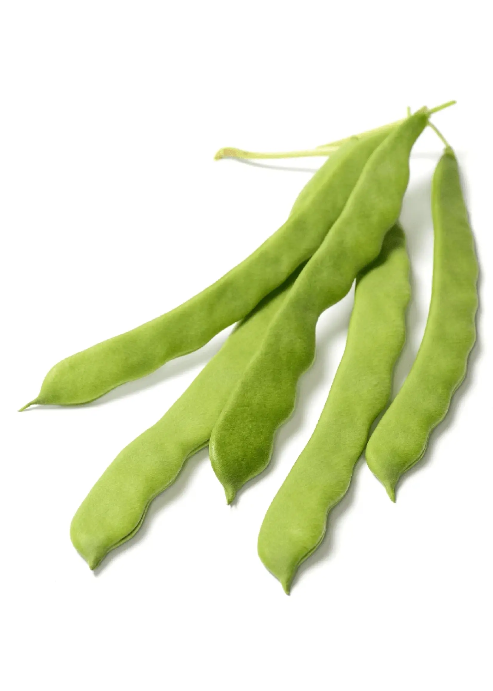 The Living Seed Company Bush Bean - Romano Organic