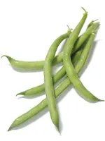 The Living Seed Company Bush Bean - Tendergreen Organic