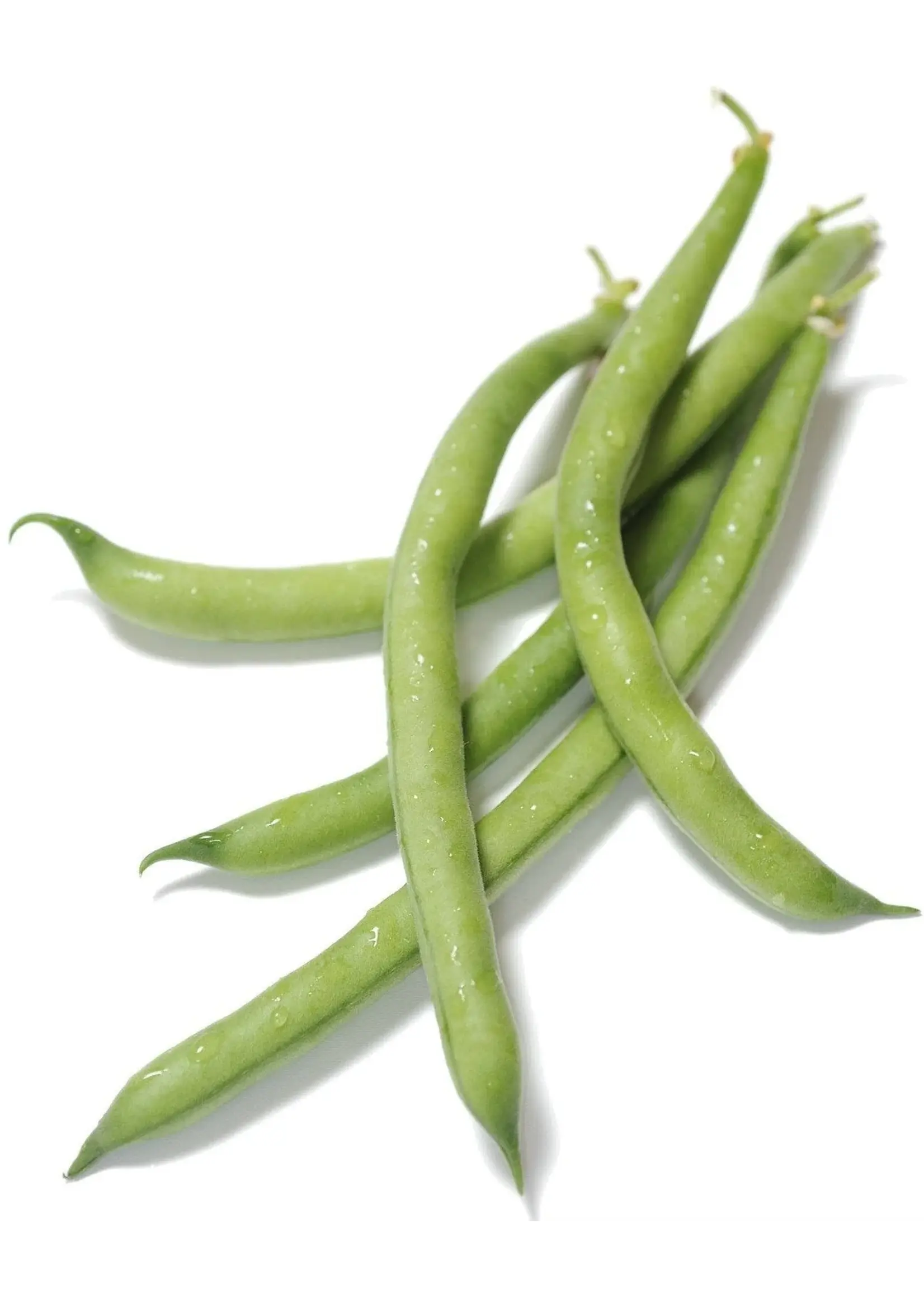 The Living Seed Company Bush Bean - Tendergreen Organic