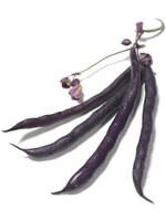 The Living Seed Company Bush Bean - Royalty Purple Organic