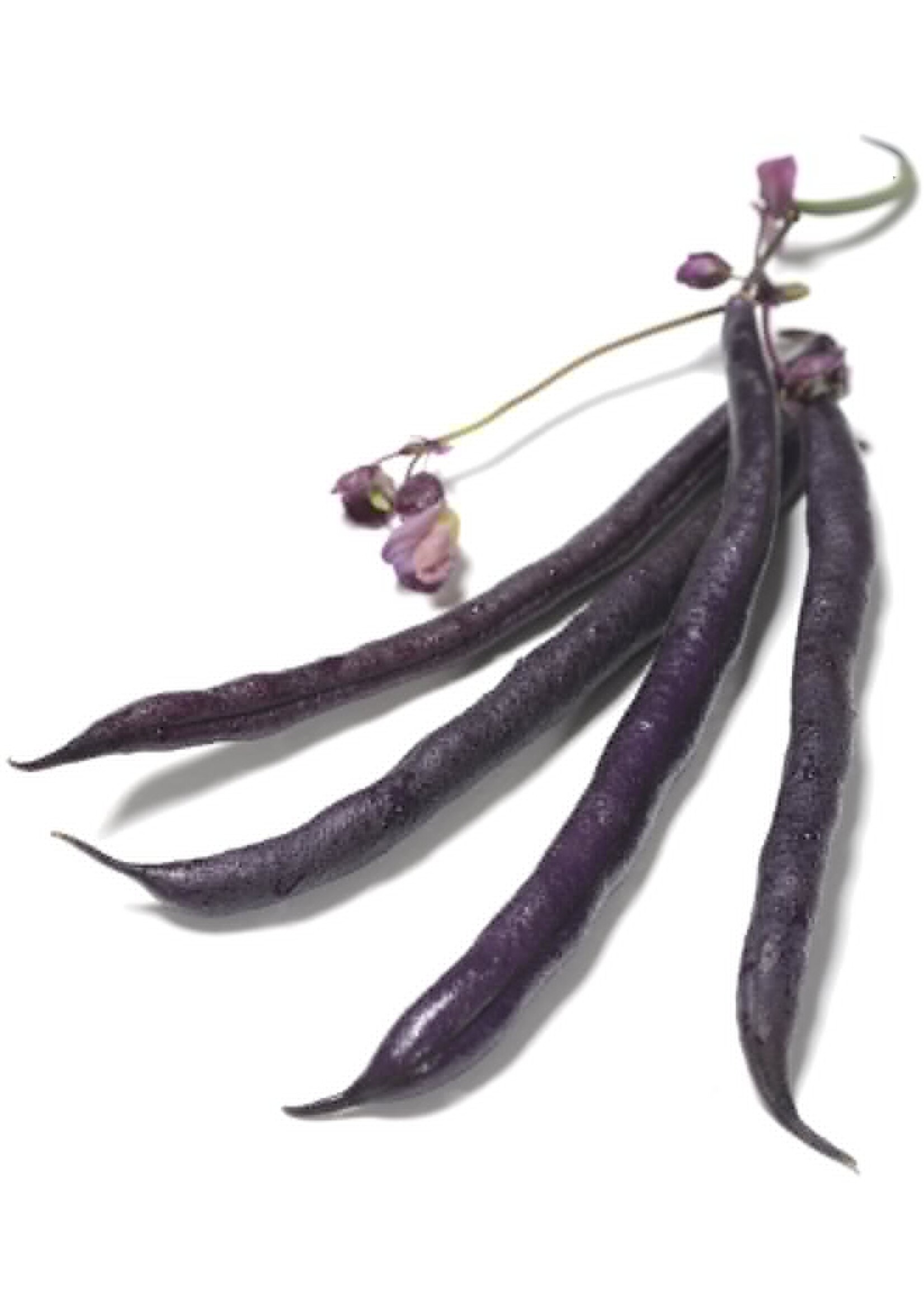 The Living Seed Company Bush Bean - Royalty Purple Organic
