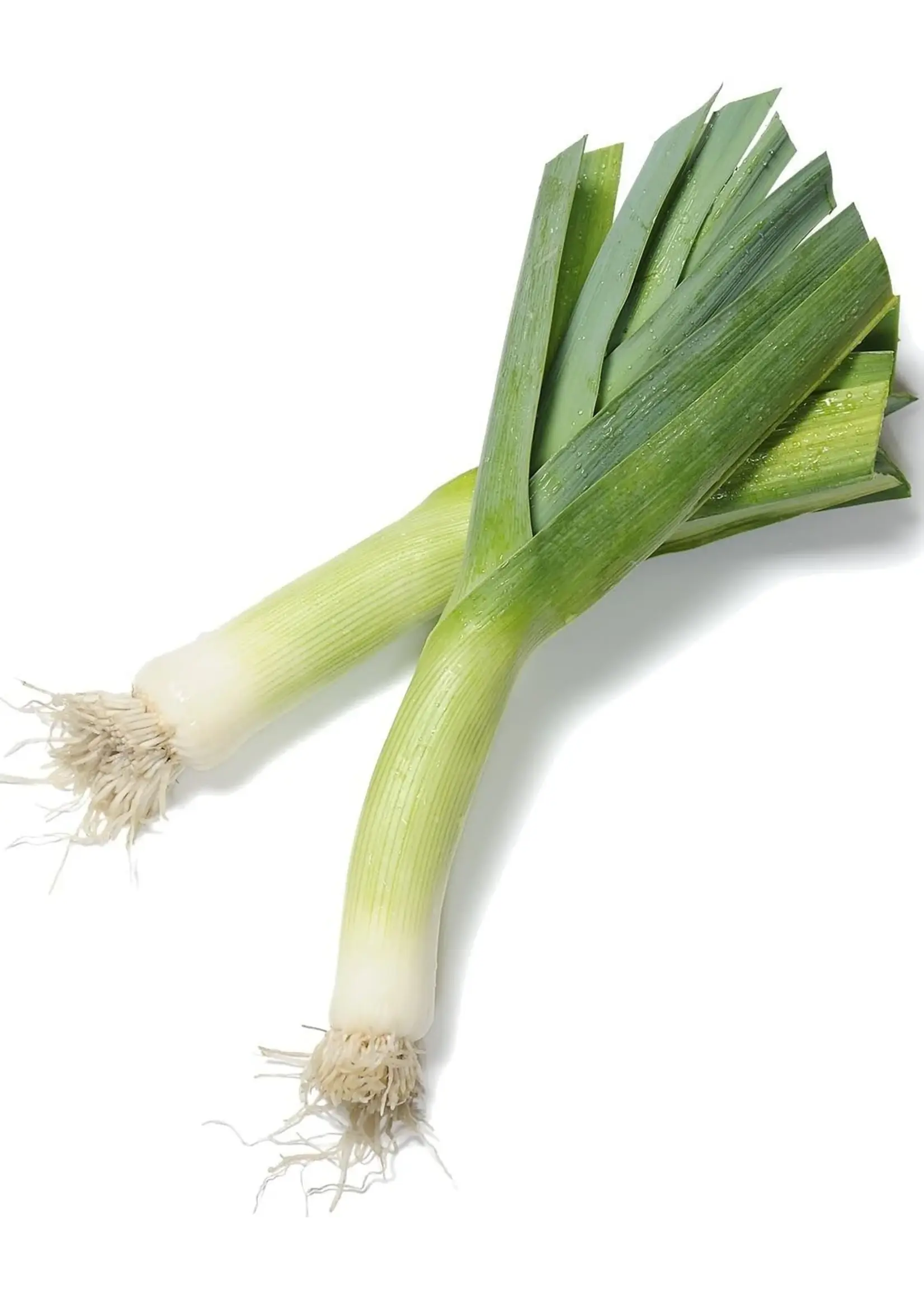 The Living Seed Company Leek - Tadorna Organic