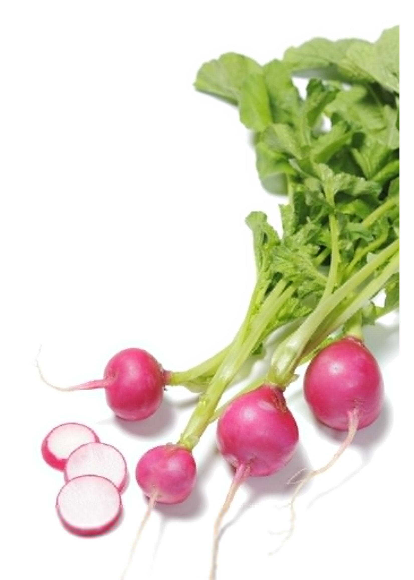 The Living Seed Company Radish - Pink Beauty Organic